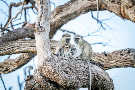 Family of Vervet monkeys sitting in a tree in the Chobe National Park, Botswana.