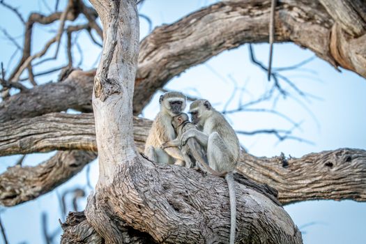 Family of Vervet monkeys sitting in a tree in the Chobe National Park, Botswana.