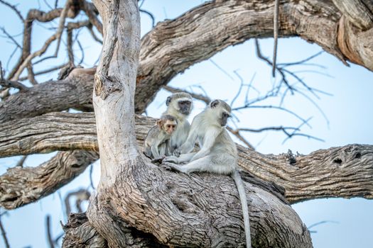 Family of Vervet monkeys sitting in a tree in the Chobe National Park, Botswana.