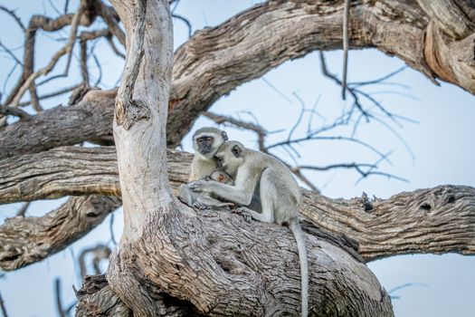 Family of Vervet monkeys sitting in a tree in the Chobe National Park, Botswana.