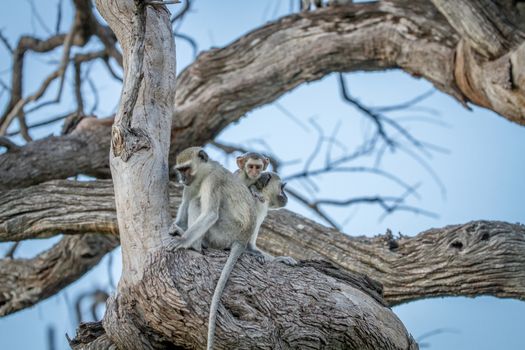 Family of Vervet monkeys sitting in a tree in the Chobe National Park, Botswana.