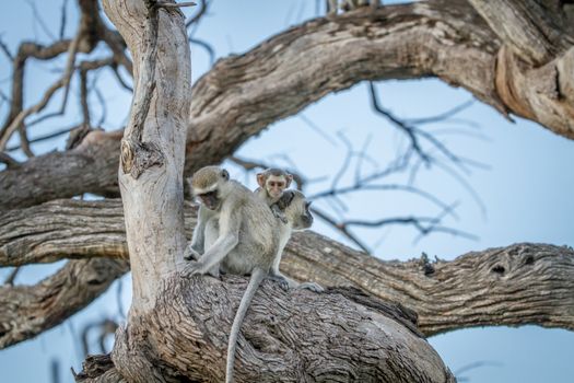 Family of Vervet monkeys sitting in a tree in the Chobe National Park, Botswana.