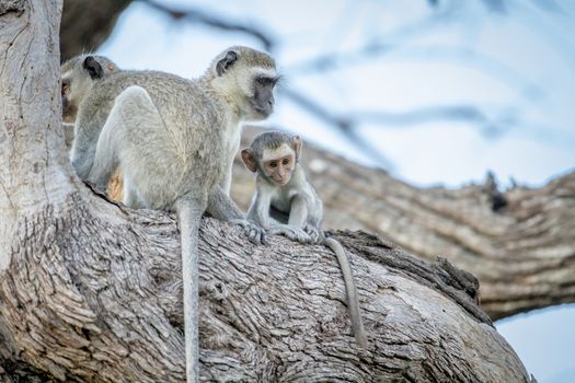 Family of Vervet monkeys sitting in a tree in the Chobe National Park, Botswana.