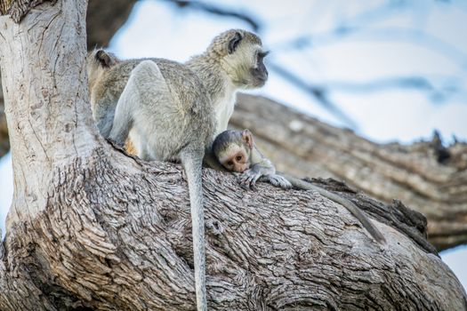 Family of Vervet monkeys sitting in a tree in the Chobe National Park, Botswana.