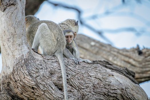 Family of Vervet monkeys sitting in a tree in the Chobe National Park, Botswana.