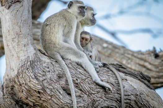 Family of Vervet monkeys sitting in a tree in the Chobe National Park, Botswana.