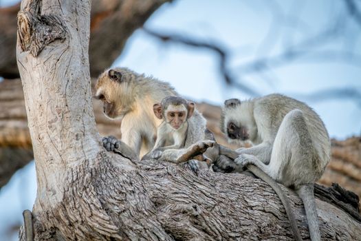 Family of Vervet monkeys sitting in a tree in the Chobe National Park, Botswana.