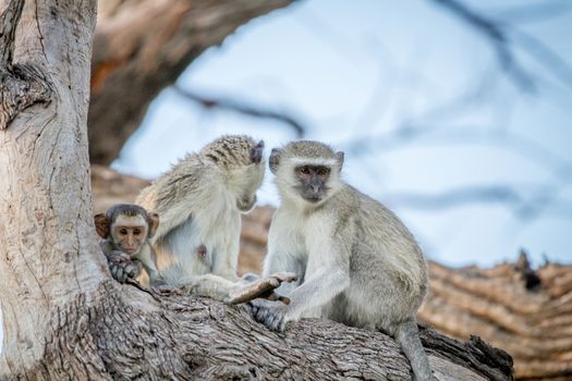 Family of Vervet monkeys sitting in a tree in the Chobe National Park, Botswana.