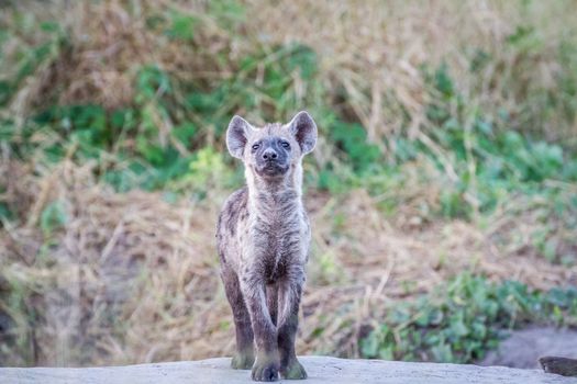 Young Spotted hyena starring at the camera in the Chobe National Park, Botswana.