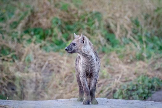 Side profile of a young Spotted hyena in the Chobe National Park, Botswana.
