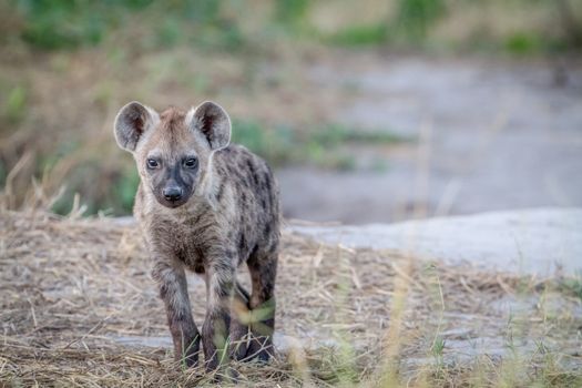 Young Spotted hyena starring at the camera in the Chobe National Park, Botswana.