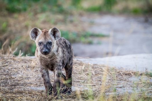 Young Spotted hyena starring at the camera in the Chobe National Park, Botswana.