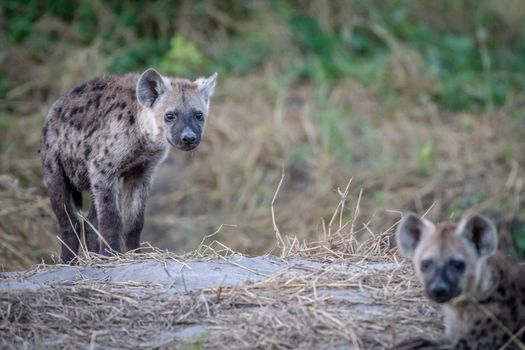 Young Spotted hyena starring at the camera in the Chobe National Park, Botswana.