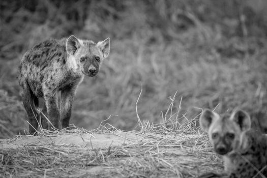 Young Spotted hyena starring at the camera in black and white in the Chobe National Park, Botswana.