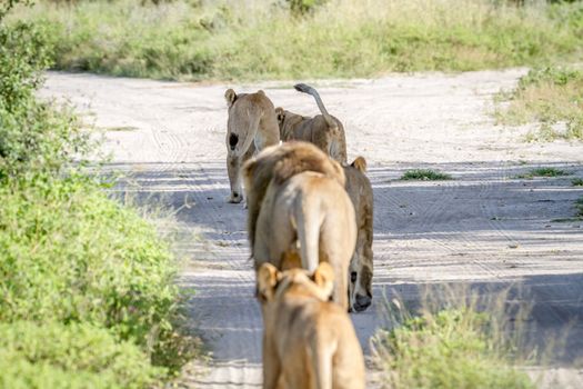 Pride of Lions walking away in the Chobe National Park, Botswana.