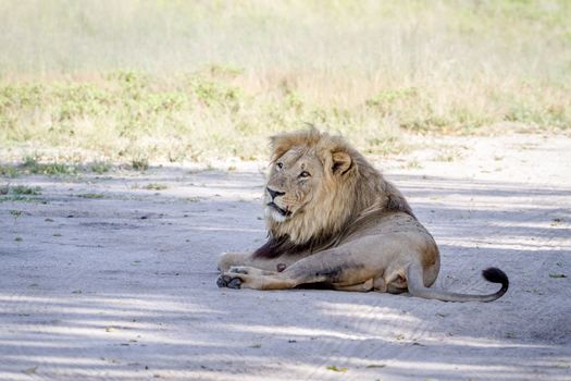 Big male Lion laying in the sand in the Chobe National Park, Botswana.