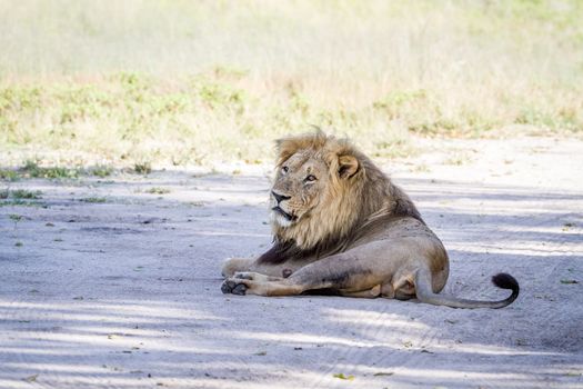 Big male Lion laying in the sand in the Chobe National Park, Botswana.