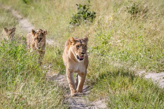 Lions walking towards the camera in the Chobe National Park, Botswana.