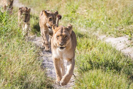 Lions walking towards the camera in the Chobe National Park, Botswana.