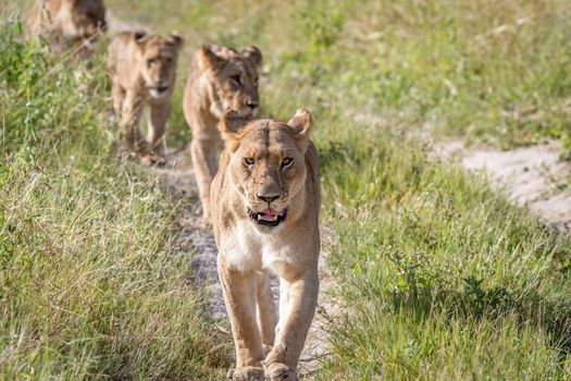 Lions walking towards the camera in the Chobe National Park, Botswana.