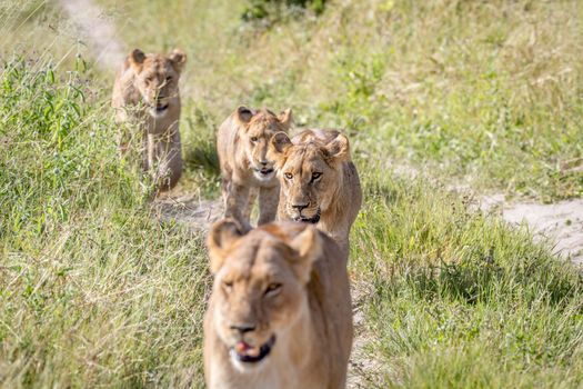 Lions walking towards the camera in the Chobe National Park, Botswana.