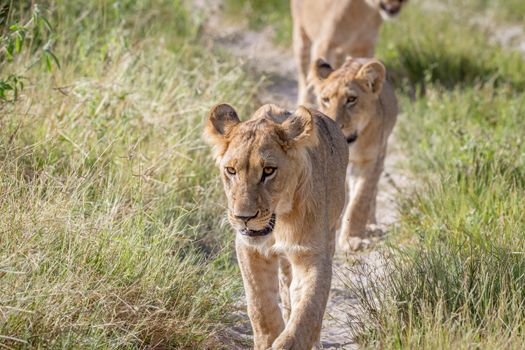 Lions walking towards the camera in the Chobe National Park, Botswana.