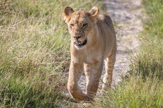 Lion walking towards the camera in the Chobe National Park, Botswana.