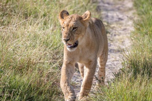 Lion walking towards the camera in the Chobe National Park, Botswana.