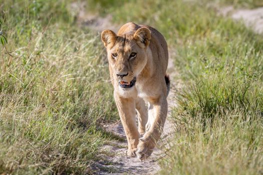 Lion walking towards the camera in the Chobe National Park, Botswana.