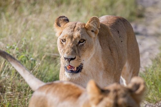 Lion walking towards the camera in the Chobe National Park, Botswana.