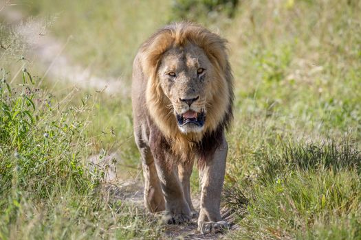 Big male Lion walking towards the camera in the Chobe National Park, Botswana.