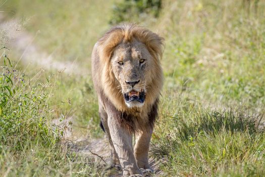 Big male Lion walking towards the camera in the Chobe National Park, Botswana.