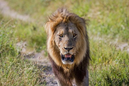 Big male Lion walking towards the camera in the Chobe National Park, Botswana.