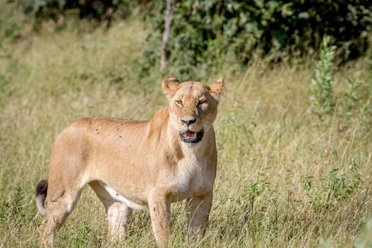 Female Lion standing in the grass in the Chobe National Park, Botswana.