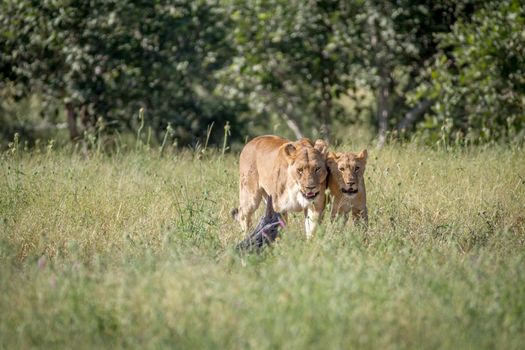 Two Lions bonding in the grass in the Chobe National Park, Botswana.