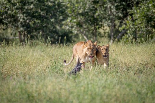 Two Lions bonding in the grass in the Chobe National Park, Botswana.