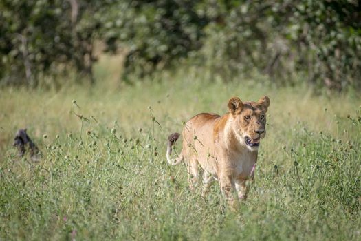 Lion walking in the high grass in the Chobe National Park, Botswana.