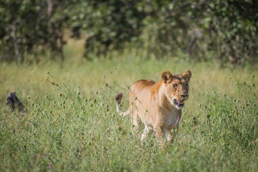 Lion walking in the high grass in the Chobe National Park, Botswana.