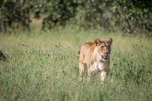 Lion walking in the high grass in the Chobe National Park, Botswana.