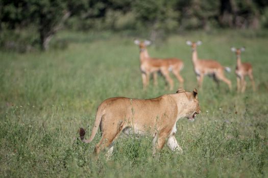 Lion walking in front of a herd of Impala in the Chobe National Park, Botswana.