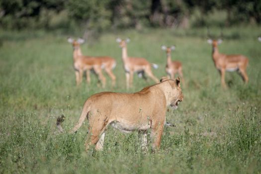 Lion walking in front of a herd of Impala in the Chobe National Park, Botswana.