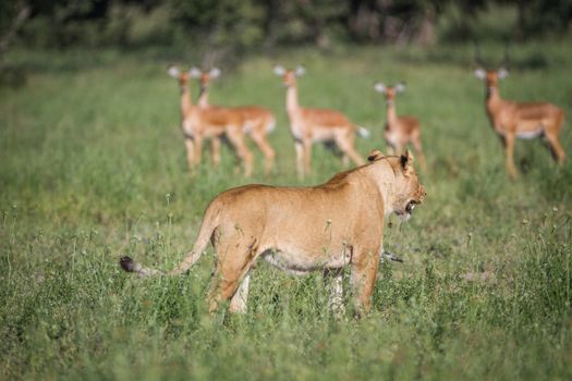 Lion walking in front of a herd of Impala in the Chobe National Park, Botswana.