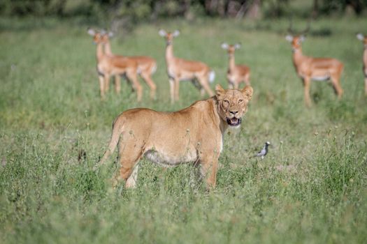 Lion walking in front of a herd of Impala in the Chobe National Park, Botswana.