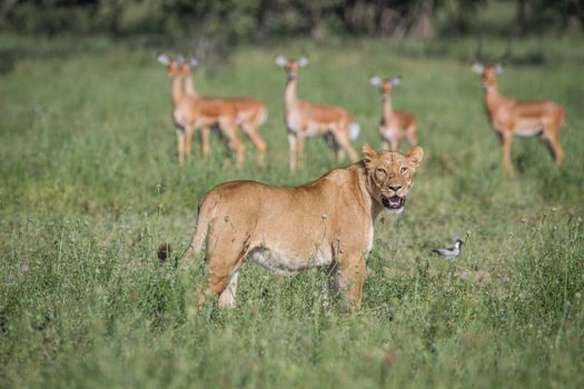 Lion walking in front of a herd of Impala in the Chobe National Park, Botswana.