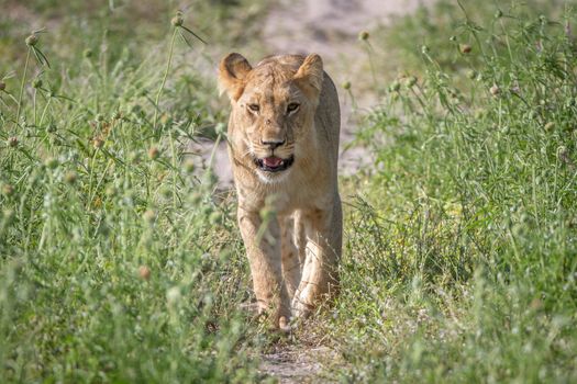 Lion walking towards the camera in the Chobe National Park, Botswana.