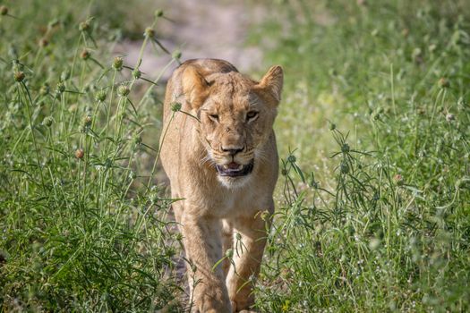 Lion walking towards the camera in the Chobe National Park, Botswana.