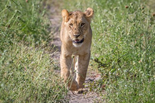 Lion walking towards the camera in the Chobe National Park, Botswana.