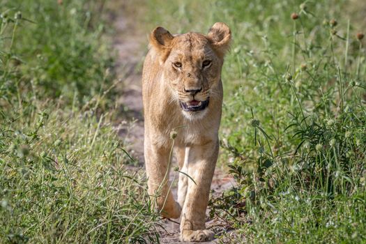 Lion walking towards the camera in the Chobe National Park, Botswana.
