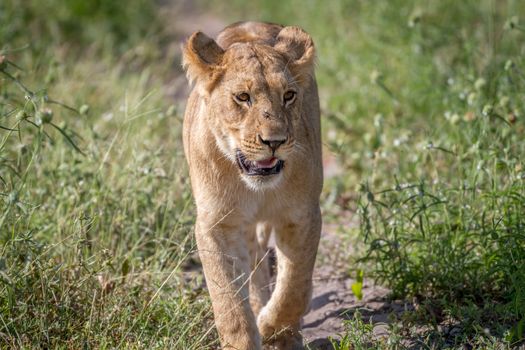 Lion walking towards the camera in the Chobe National Park, Botswana.