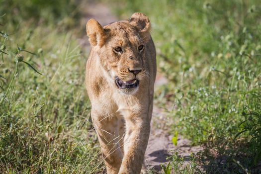 Lion walking towards the camera in the Chobe National Park, Botswana.